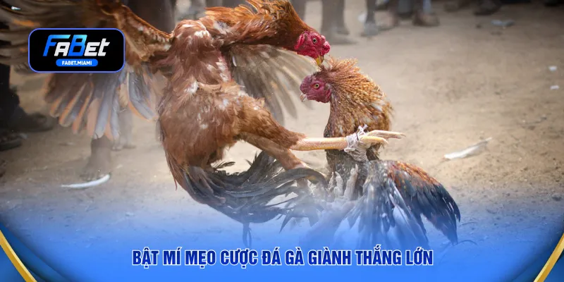 Bật mí mẹo cược đá gà giành thắng lớn