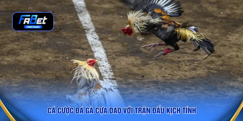 Cá cược đá gà cựa dao với trận đấu kịch tính