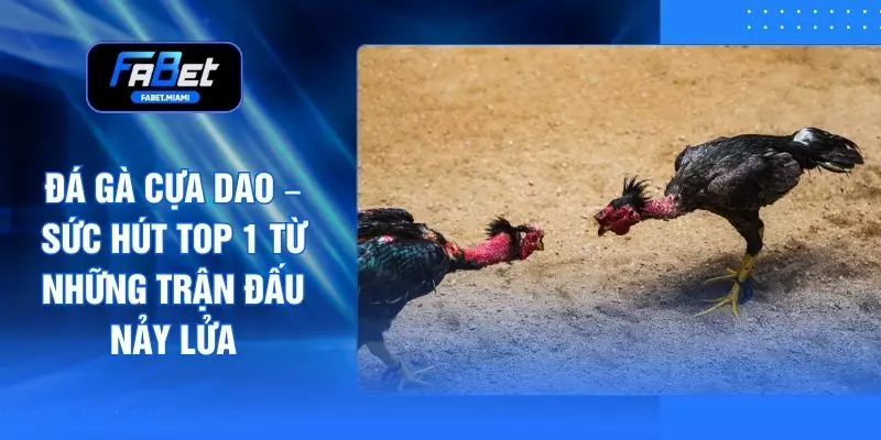 Đá Gà Cựa Dao – Sức Hút Top 1 Từ Những Trận Đấu Nảy Lửa