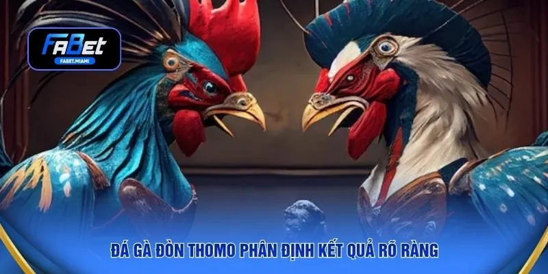 Đá gà đòn Thomo phân định kết quả rõ ràng