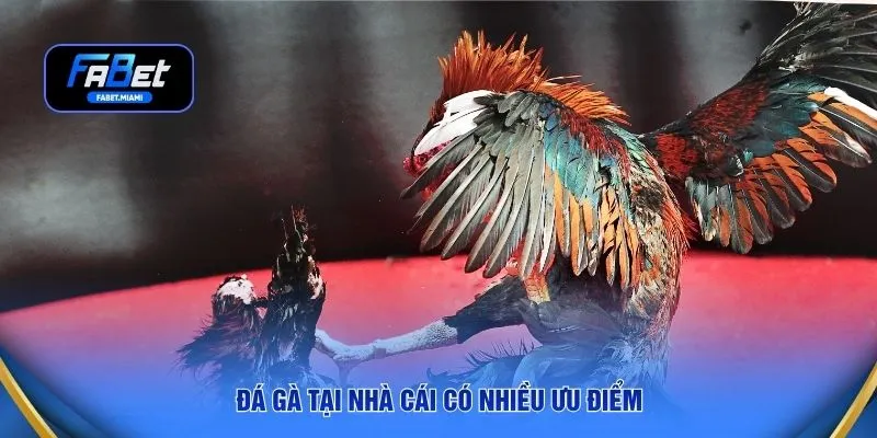 Đá gà tại nhà cái có nhiều ưu điểm