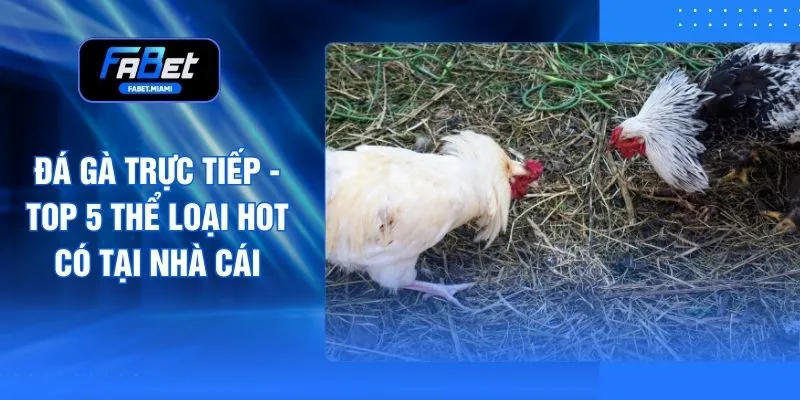 Đá Gà Trực Tiếp - Top 5 Thể Loại Hot Có Tại Nhà Cái