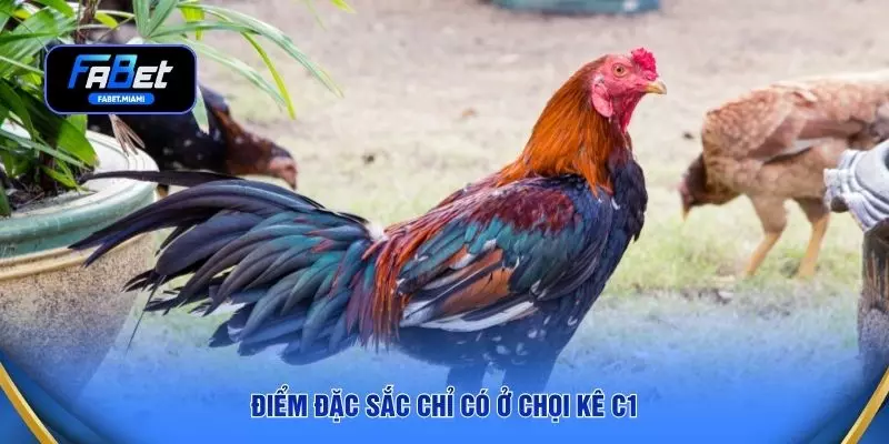 Điểm đặc sắc chỉ có ở chọi kê C1