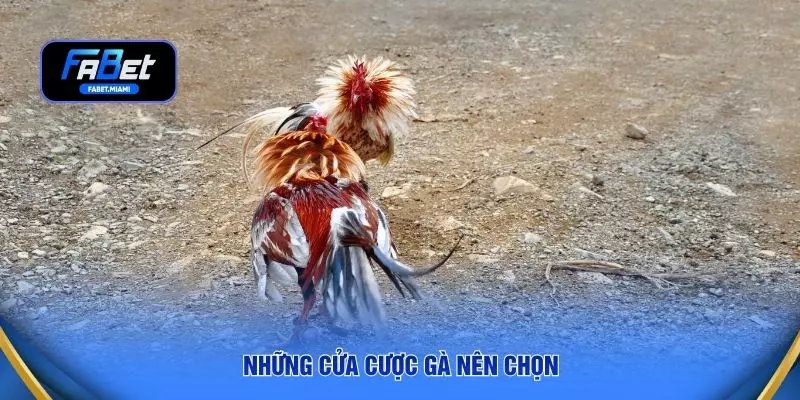 Những cửa cược gà nên chọn