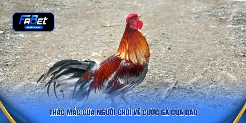 Thắc mắc của người chơi về cược gà cựa dao