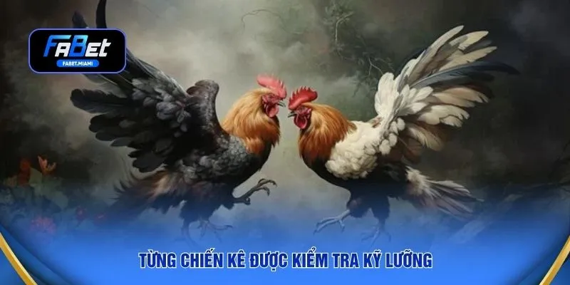 Từng chiến kê được kiểm tra kỹ lưỡng