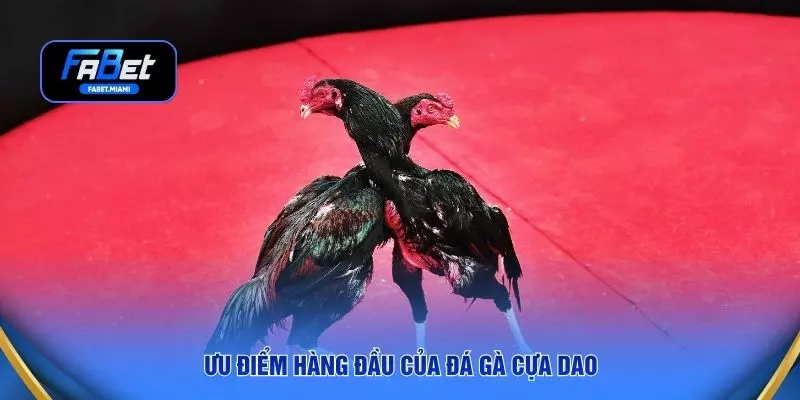 Ưu điểm hàng đầu của đá gà cựa dao